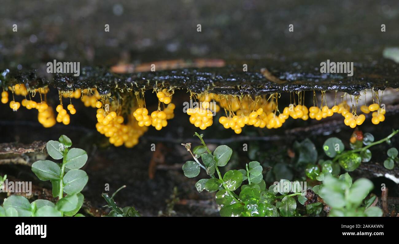 Badhamia utricularis, sporangia of a slime mold or mould with no common name Stock Photo