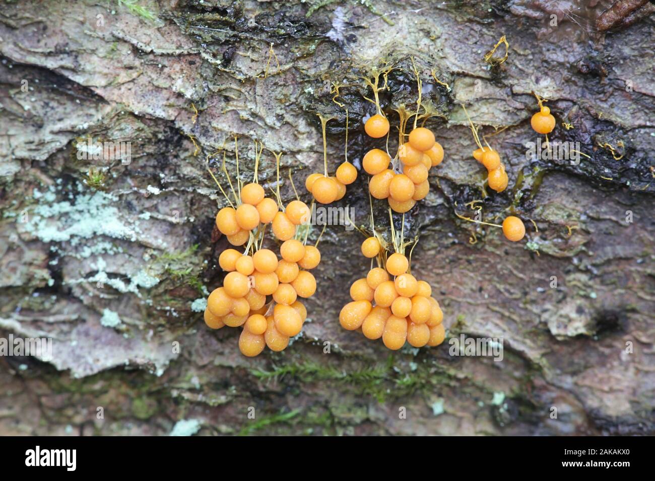 Badhamia utricularis, a slime mold with no common name, specimen from Finland Stock Photo