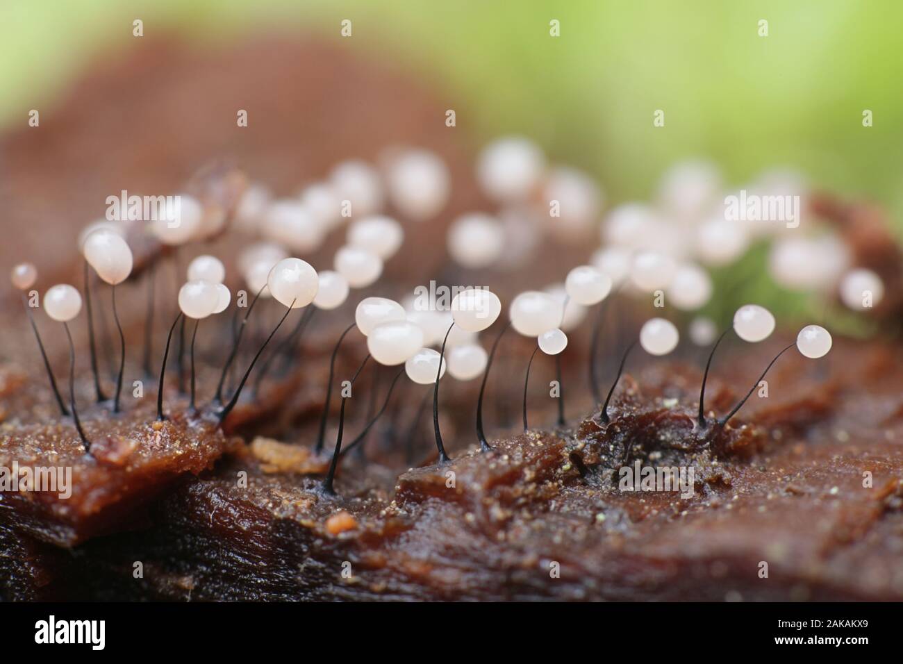 Comatricha nigra, a plasmodial slime mold, sporangia on spruce log in Finland Stock Photo