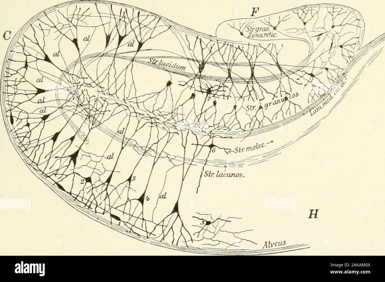 Textbook of normal histology: including an account of the development of the tissues and of the organs . oblique, until, within the fimbria, their directionalmost coincides with the long axis of the cornu Ammonis. THE CENTRAL NERVOUS SYSTEM. 317 2. The stratum oriens, representing the fifth layer of the cortex,and containing among the bundles of nerve-fibres numbers of spindle-form cells, whose processes extend parallel with the free surface. 3. The stratum cellularum pyramidalium, which correspondsto the deeper portions of the third Cerebral layer, and is conspicuouson account of the large py Stock Photo
