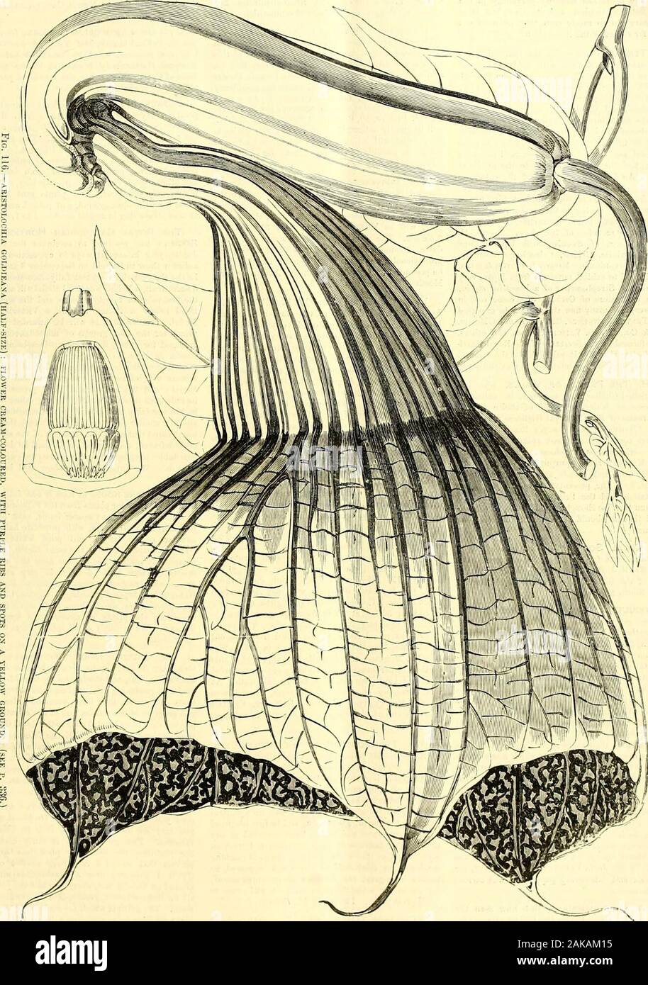 The Gardeners' chronicle : a weekly illustrated journal of horticulture and allied subjects . t the cost of a fewshillings. ARISTOLOCHIA GOLDIEANA.—One of the mostextraordinary flowers now in bloom ia the Victoria-house, Kew, is this West African species. Our illustra-tion (fig. 116, p. 337) is about half the real size. Theflower is naturally pendulous, or nearly so, the lowerpart of the tube is irregularly cylindrical, cream-coloured, smooth, and bent upwards nearly at a rightangle into a funnel-shaped upper half. This part ofthe tube is marked with prominent purple ribs ;and expands into a b Stock Photo