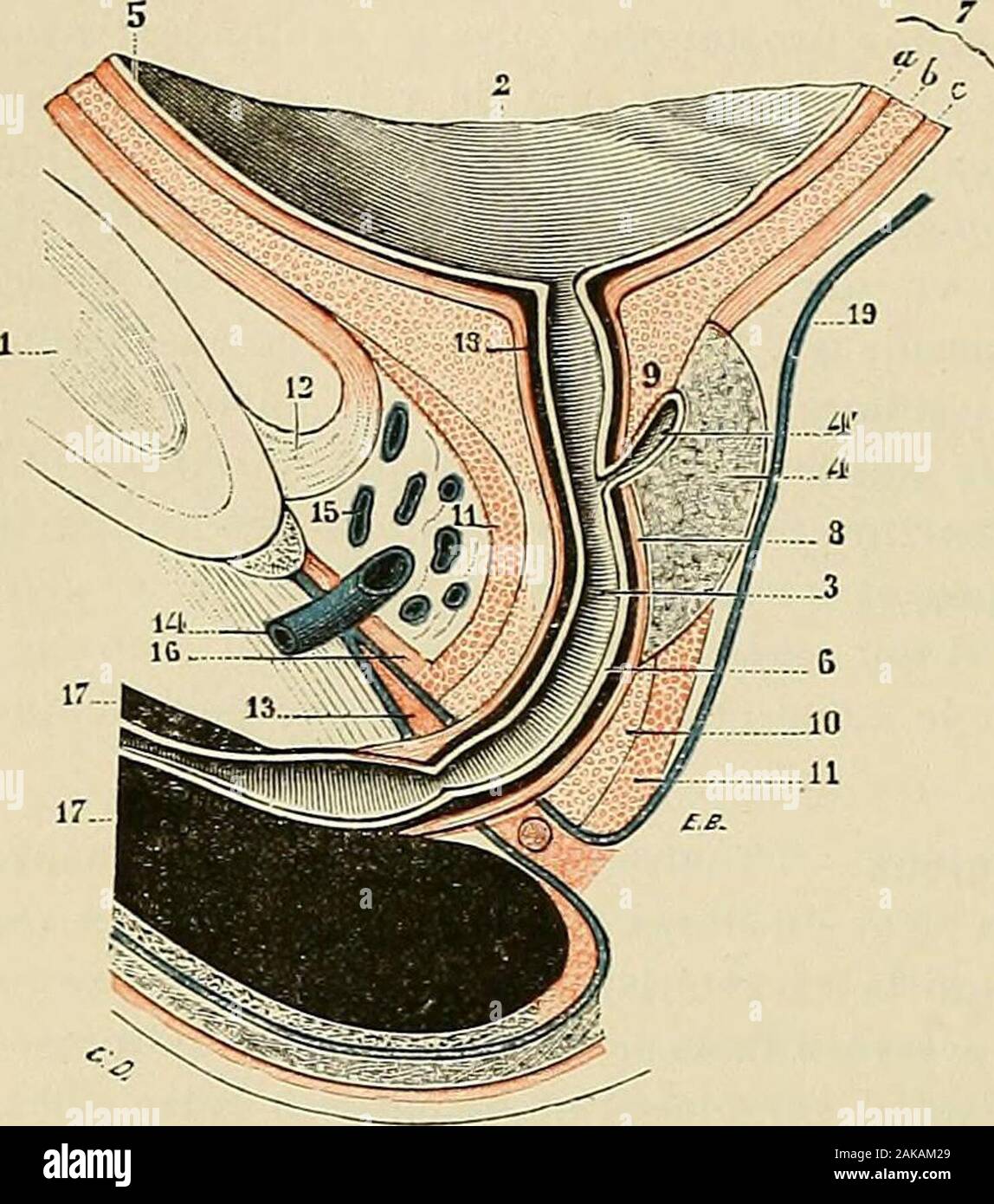 Anatomie de la vessie hires stock photography and images Alamy — free download