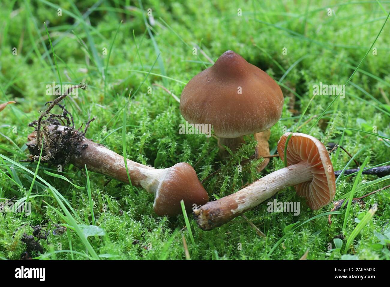Dark mushroom species hi-res stock photography and images - Alamy
