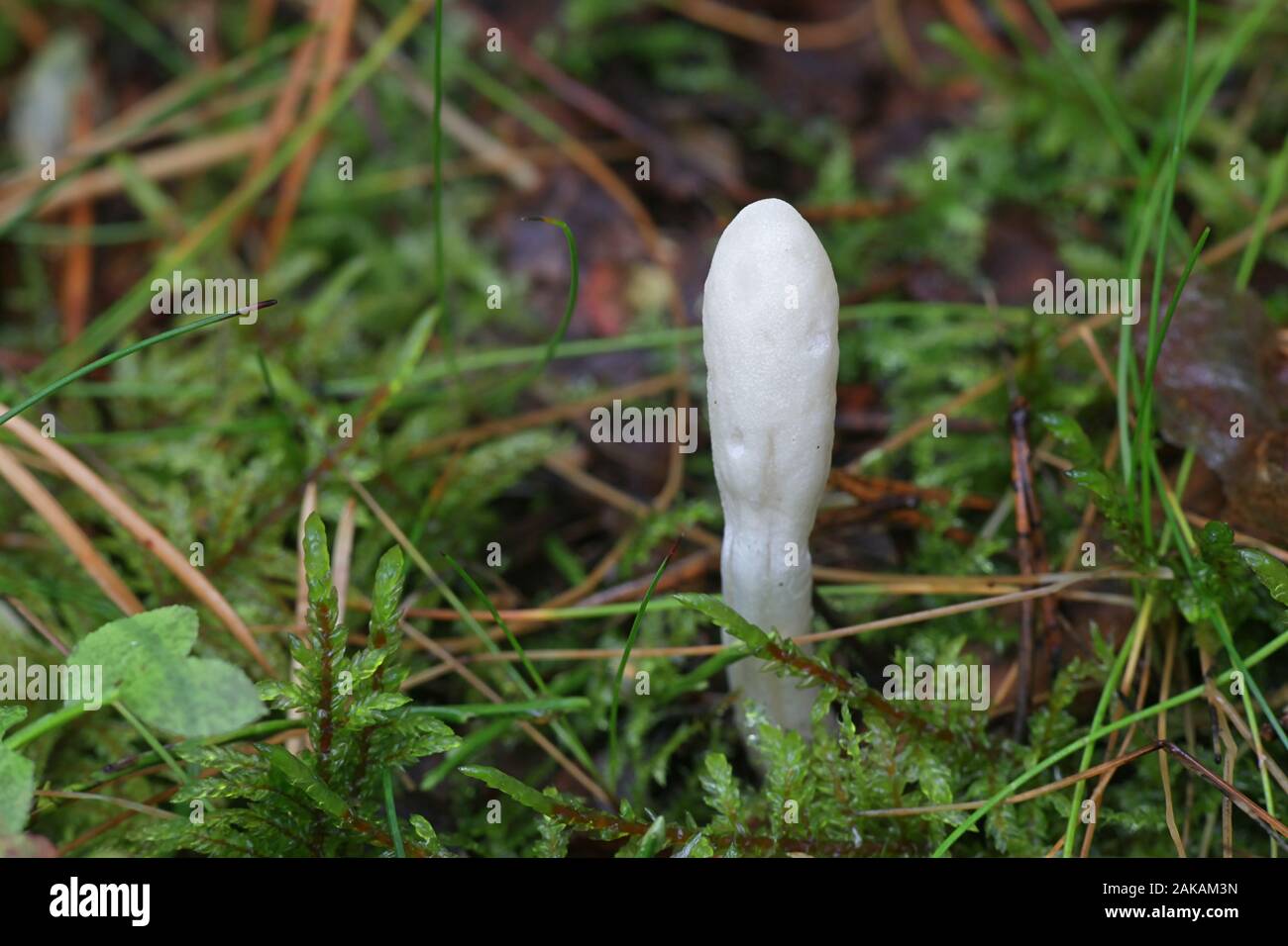 Trichoderma leucopus, wild fungus from Finland Stock Photo
