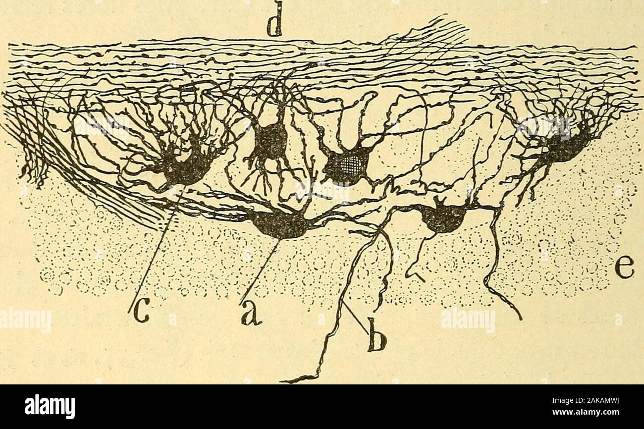 Les nouvelles idées sur la structure du système nerveux : chez l'homme et chez les vertébrés . s du plexus(fig. 38, B^ A, C). Dans certains cas, il est possible de pour-suivre une fibre sympathique générale à travers deux ou troisganglions du plexus, et dassurer alors qu^une bonne partie,sinon la totalité, des fibres de passnge des ganglions sont sim-plement des fibres de Remak venues du dehors pour semettre en rapport avec les cellules du ganglion au moyen decollatérales et peut-être aussi darborisations terminales. Ces 146 GANGLIONS VISCERAUX fibres viendraient peut-être du plexus solaire ou Stock Photo