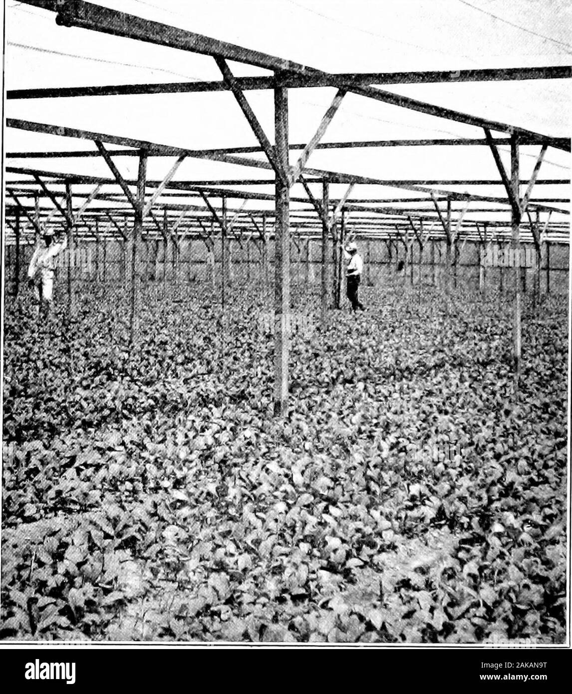 Southern field crops (exclusive of forage plants) . — A Tobacco SeedBlower. 530 SOUTHERN FIELD CROPS watered often enough to keep it continually moist, inorder to insure the prompt germination of the seed andthe rapid growth of the young plants.. Fig. 21s. — A (i.ctii Shalie oh Tkxt. iieuu r^^l;D as a ?EED-BED. As a Iule, brush and wood are burned on the chosenspot until the soil has been well heated to a depth of about TOBACCO 531 3 inches. The chief ol)ject in this is to destroj «-eed seeds.Then the soil is spaded or dug and thoroughly iDreparedby raking. The bed is inclosed on all sides by Stock Photo