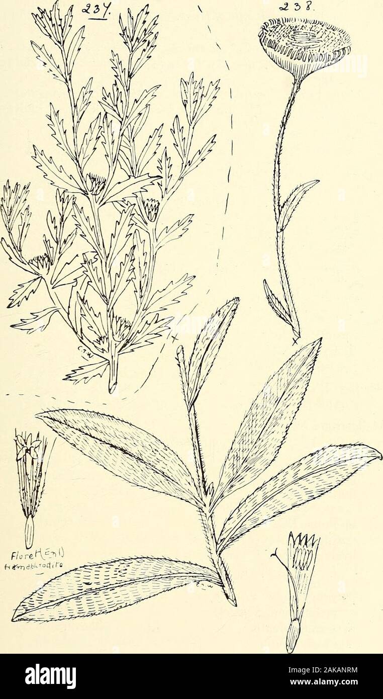 Comprehensive catalogue of Queensland plants, both indigenous and naturalisedTo which are added, where known, the aboriginal and other vernacular names; with numerous illustrations, and copious notes on the properties, features, &c., of the plants . 233. Pluchea tetranthera, F. v. M. 234. P. TETRANTHERA, P. V. M., Vai TOMENTOSA, Bctlth. 235. P. DENTEX, R. Bl 236. Pterigeron macrocephalus, Benth. LXV. COMPOSITE. 265 rZ 3 ?.. 23/. COLEOCOMA CENTAUREA, F. V. M. 238. Helichrysum rupicola, DC. 266 LXV. COMPOSITE. Pterocaulon, Ell. verbascifolium, Bcnth. et Hook. = Monenteles verbascifoliusT F. v. Stock Photo
