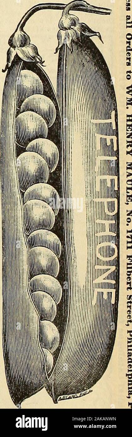 Maule's seed catalogue : 1896 . 3 to ^^-iin long roundish and well-filled, containing6 to 8 large wrinkled peasof excellent qualitv. Packet, in cents ; pint, 25 cents; quart, 40 cents TELEPHONE.—These Peas are wrinkled, of a pale green color,and superior sugarv flavor. It is second earl v, very robust in habit a greatbearer averaging 18 to 20nnusuallvlongp6ds tothestalk. No privategarden should be without this grand Pea, as It Is one of tUeverv finest yet introduced. Pkt., 10c. : pt.,25c. ;qt., 40c. HORSPORDS MARKET GARDEN—This most excellentnew second early Pea is from a cross between the Alp Stock Photo