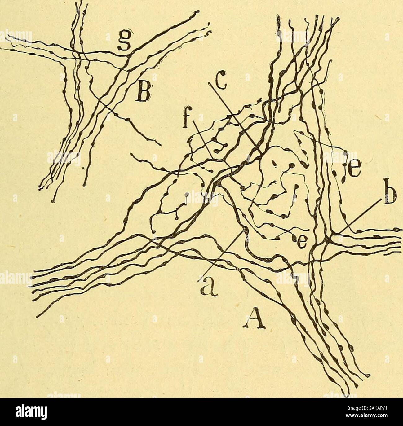 Les nouvelles idées sur la structure du système nerveux : chez l'homme et chez les vertébrés . stin grcle du cobaye. — Figure demi-schématiquedestinée à montrer la totalité des plexus et des ganglions de lintestin. /l couche des fibres musculaires longitudinales; B couche des libres musculairescirculaires; C tissu conjonctif sous-muqueux, avec le plexus et les ganglions deMeissner; D couche des glandes de Lieberkuhn ; E villosités; — a plexus dAuer-bach ; g ganglion dAuerbach ; b plexus musculaire profond coupe en travers ;c fascicules du plexus de Meissner: e faisceaux du plexus périglandulai Stock Photo