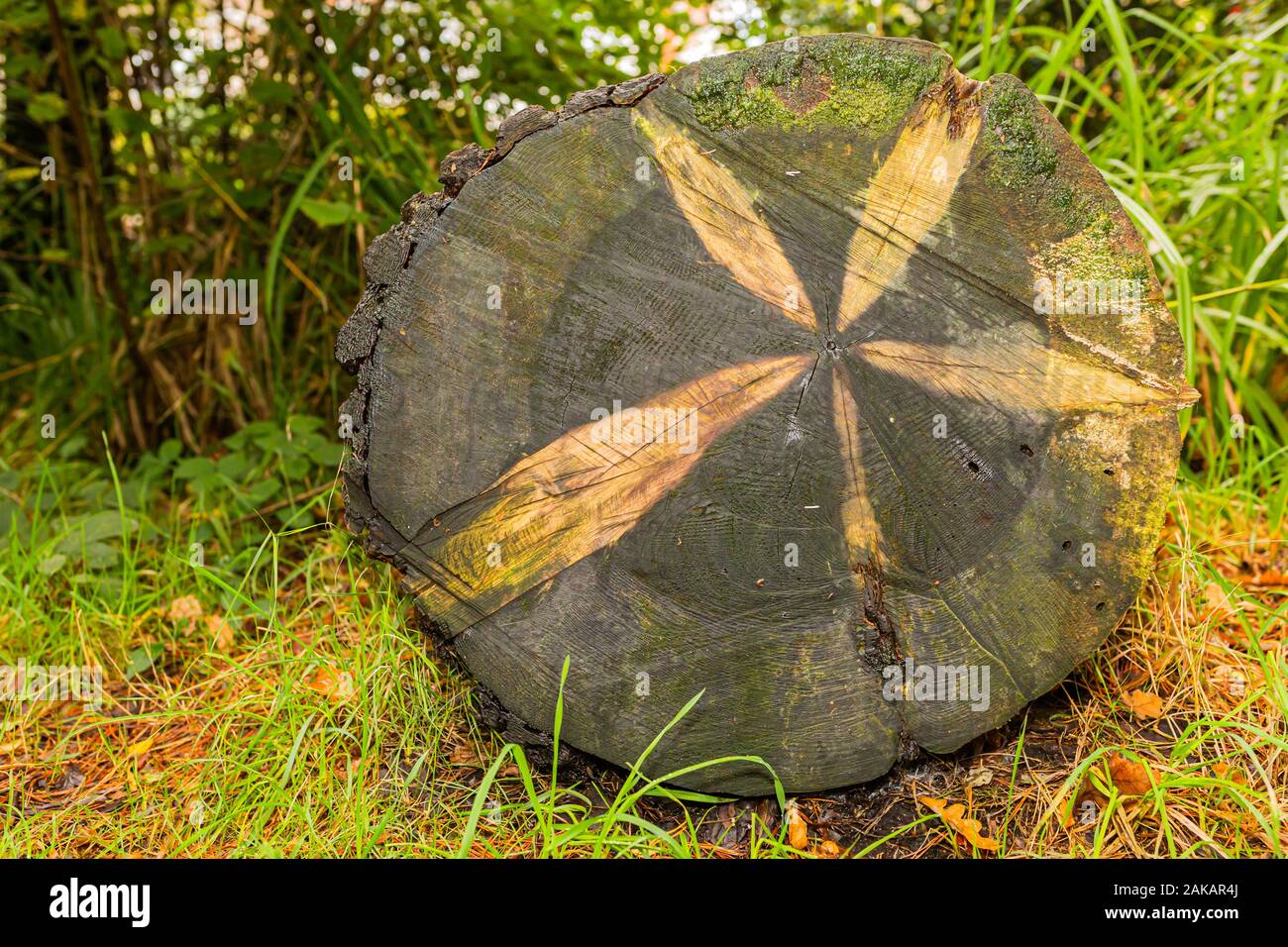 Colour photograph of wet resting pine log on amongst green vegetation with star like pattern within grain. Stock Photo