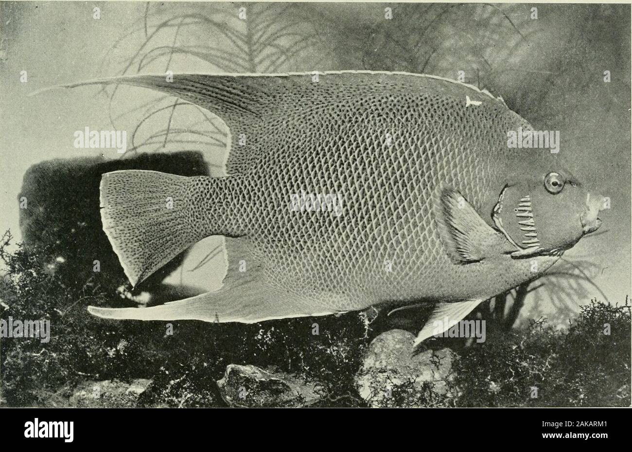 American food and game fishes : a popular account of all the species found in America, north of the equator, with keys for ready identification, life histories and methods of capture . BLACi: AXGEL-FISII, Poi&gt; acanthu; arcuati.. ;LL0W or blue ANGEL-FISH, Holacautln ADUL The Butterfly-Fishes Indies and north to the Bermudas, but it has not been found inthe United States. Elegant specimens were obtained by us atArroyo and Isabel Segunda, Porto Rico, where it is not rare.It reaches a foot or more in length and is used as food. Colour in life, caudal, pectoral and ventral fins and anteriorthird Stock Photo