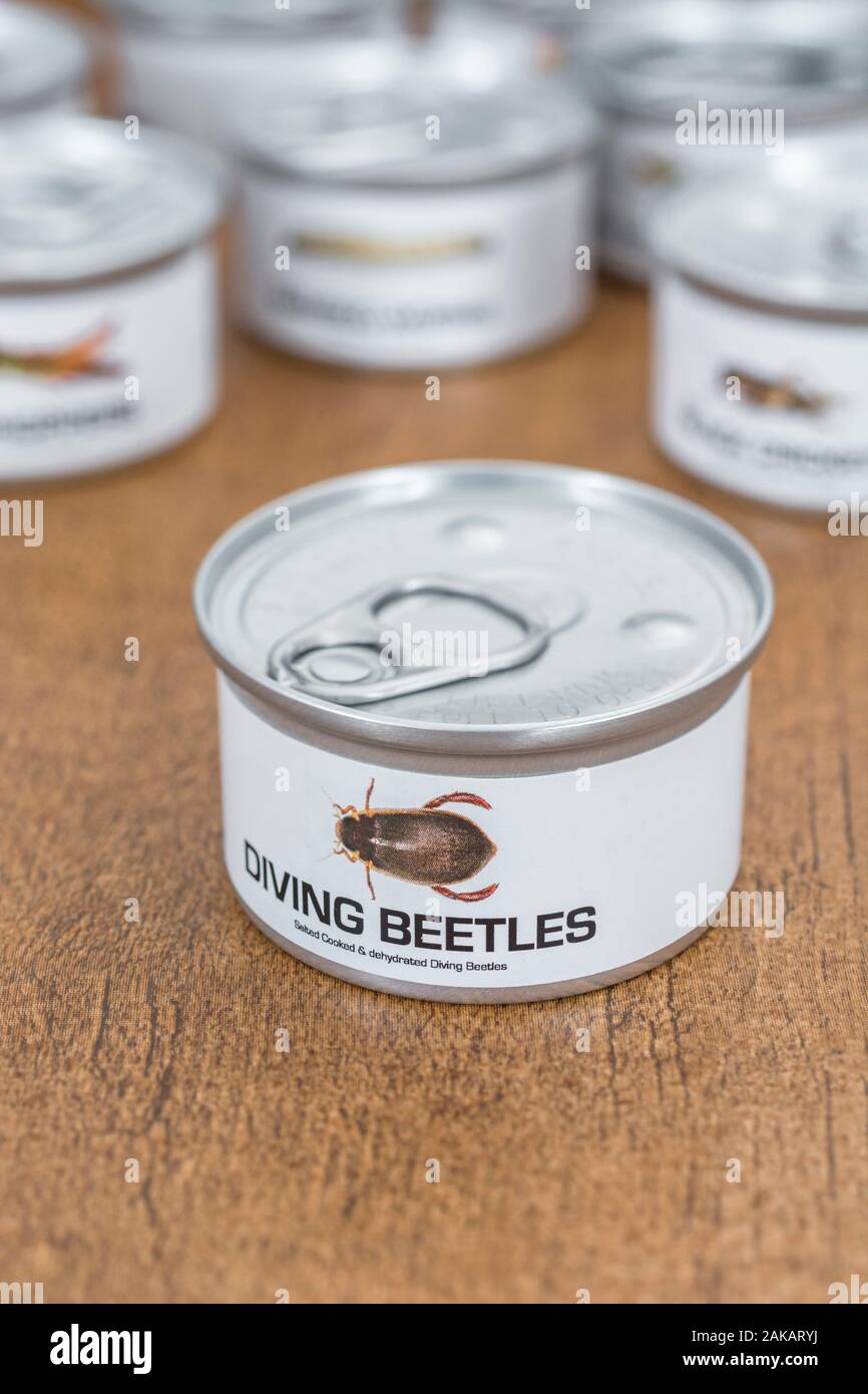 Tin of edible insects / novelty food - Diving Beetles / Dytiscus species. Concept insects as human food, entomophagy, eating bugs insects, edible bugs Stock Photo