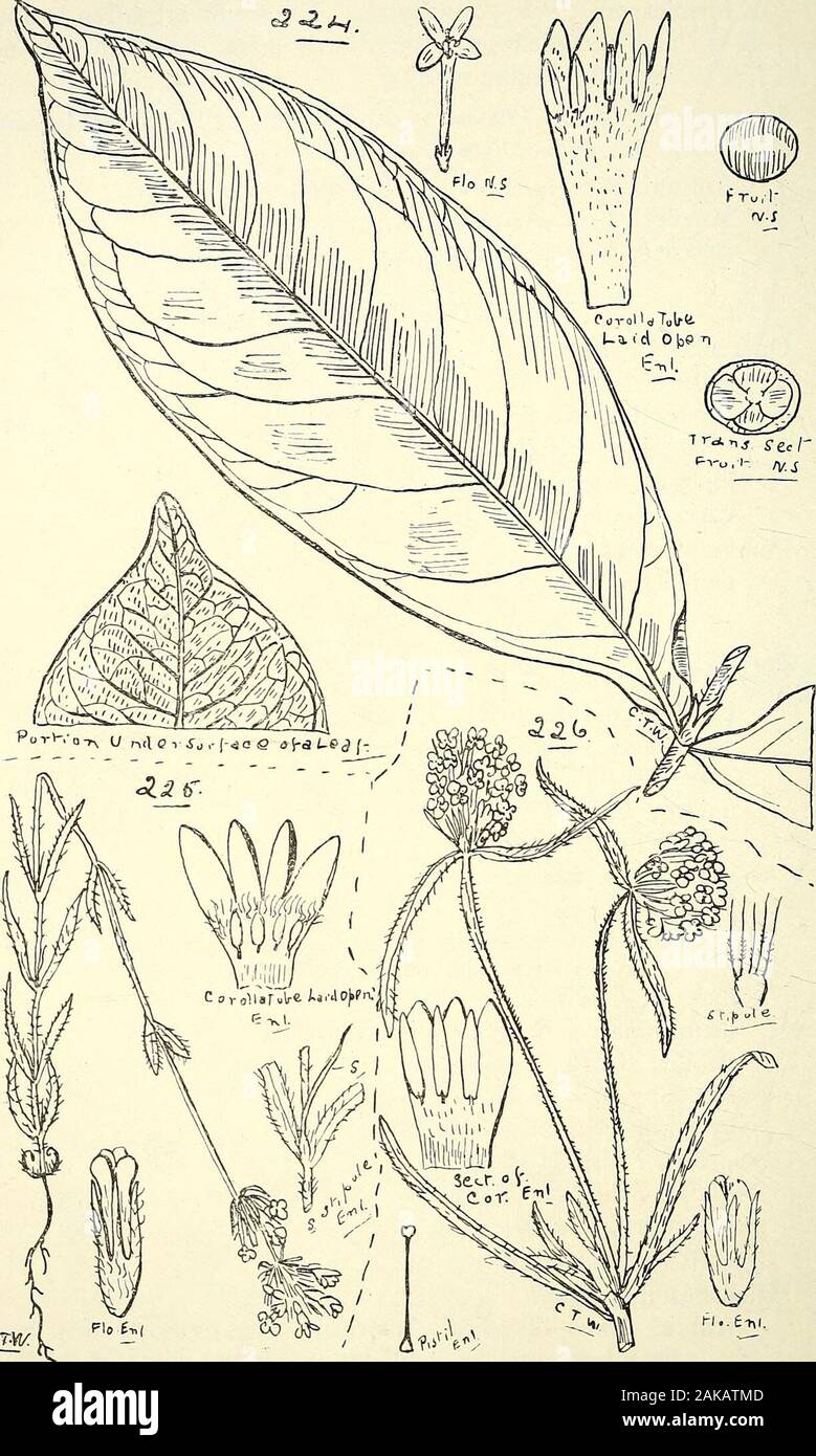 Comprehensive catalogue of Queensland plants, both indigenous and naturalisedTo which are added, where known, the aboriginal and other vernacular names; with numerous illustrations, and copious notes on the properties, features, &c., of the plants . ecc.—Ant-house. (Fig. 224 bis.)Aluelleri, Becc-—Ant-house.Beccarii, Hook.—Ant-house. Tribe XIV.—Anthosperme^i.Opercularia, Gcertn.aspera, Gcertn. var. ligustrifolia, Bcnth.var. hyssopifolia, Be nth.diphylla, Gcertn.varia, Hook. f.Pomax, Soland.umbellata, Sol. Tribe XV.—Spermatocele.Spermacoce, Linn. brachystema, R. Br.pogostoma, Bcnth. var. hispida Stock Photo