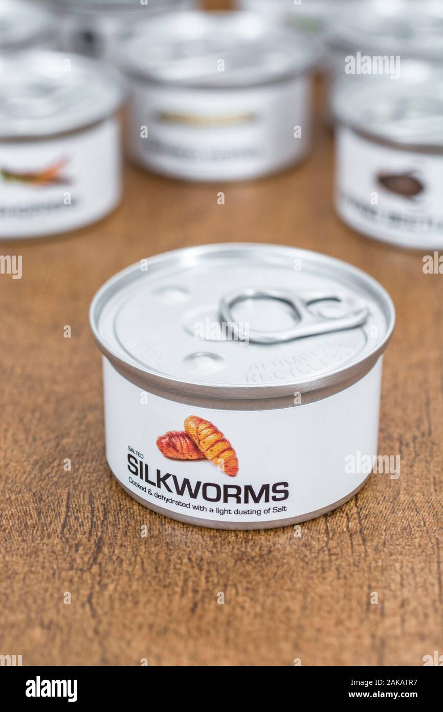 Tin of edible insects / novelty food Silk Worm / Silkworm Pupae