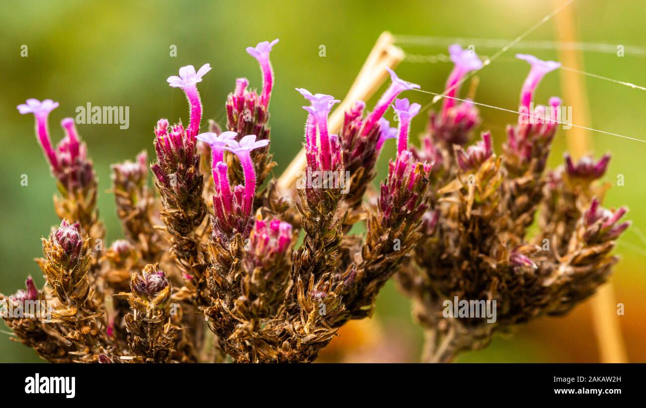 Wilting verbena hires stock photography and images Alamy
