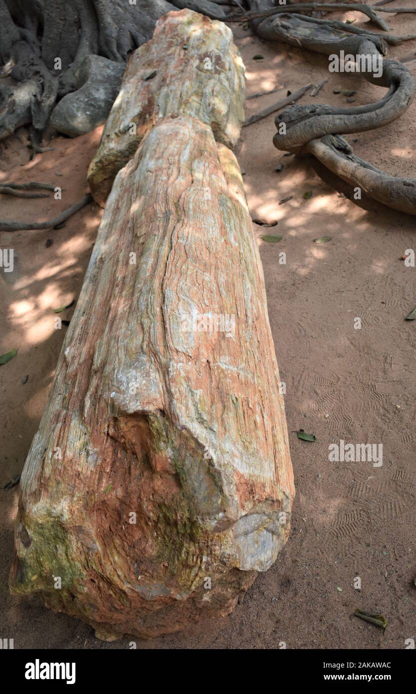Fossils sedimentary rock hires stock photography and images Alamy