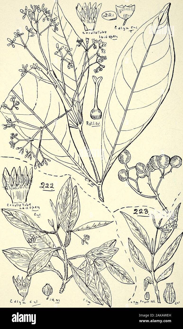 Comprehensive catalogue of Queensland plants, both indigenous and naturalisedTo which are added, where known, the aboriginal and other vernacular names; with numerous illustrations, and copious notes on the properties, features, &c., of the plants . 219. Canthium attenuatum, R. Br. 220. CCELOSPERMUM PANICULATUM, F. V. M. 252 LXIV. RUBIACE^E.. 221. Psychotkia Dallachiana, Benth. 222. P. SlMMONDSIANA, Bail. 22$. P. Simmonpsiana, var. ? exigua, Bail. LXIV. RUBIACE^. 253- Hydnophytum, Jack. formicarum, Jack.—Ant-house. The stems are often hollow,,and occupied by ants; the hollows, however, are not Stock Photo