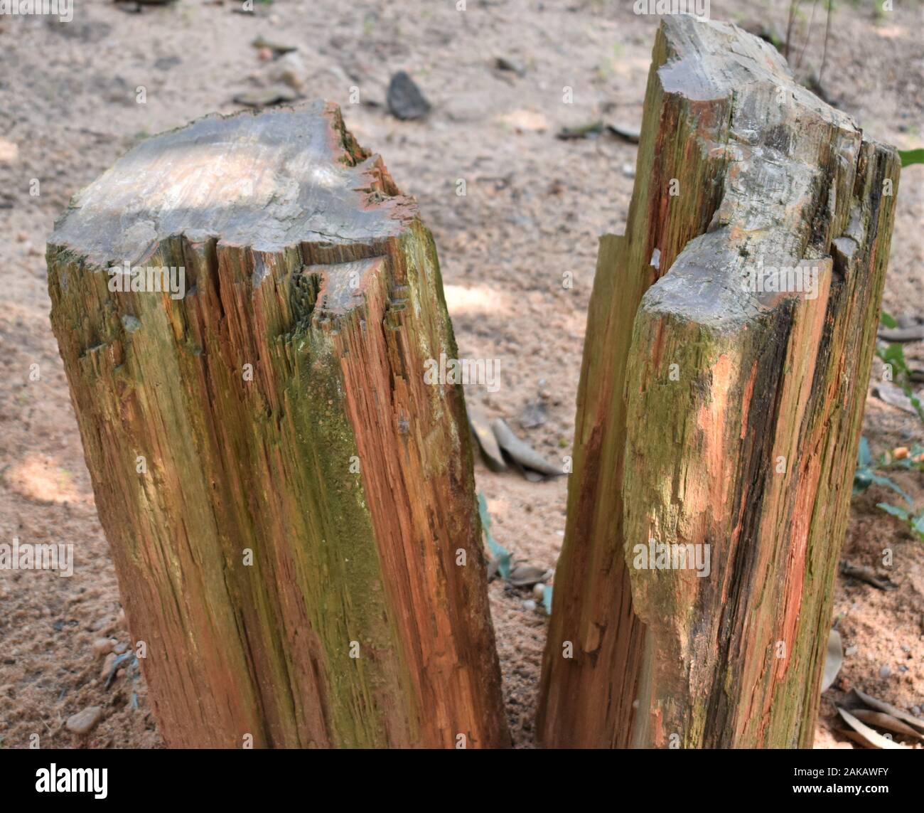 Sedimentary rock layers fossil hires stock photography and images Alamy