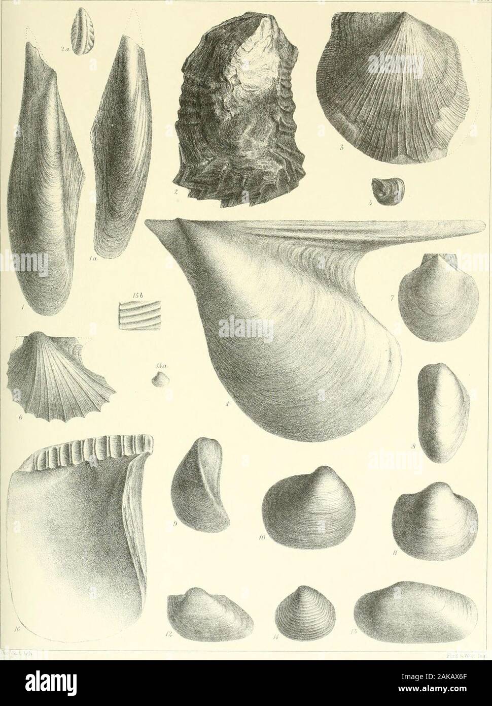 A monograph of the Mollusca from the Great Oolite chiefly from Minchinhampton and the coast of Yorkshire . v UoVfet I jlli Frd*- TAB. XIV. Fig. 1. la. Gervillia acuta, p. 20. 2. Ostrea Marshii, p. 126. 2a. Young of ditto (0. sidcifera), p. 127. 3. Hinnites abjectus, p. 125. 4. Pteroperna plana, p. 128. 5. Gryphaea miuia, p. 127. 6. Avicula Munsteri, ? p. 129. 7. Pectcn demissus, p. 127. 8. Mytilus (Modiola) cuneata, p. 131. 9. Mytilus (Modiola) Leckenbyi, p. 181. 10. Unicardium depressum, p. 133. 11. Unicardium gibbosuin, p. 132. 12. Cucullaea cancellata, p. 132. 13. Quenstedtia laevigata, p. Stock Photo