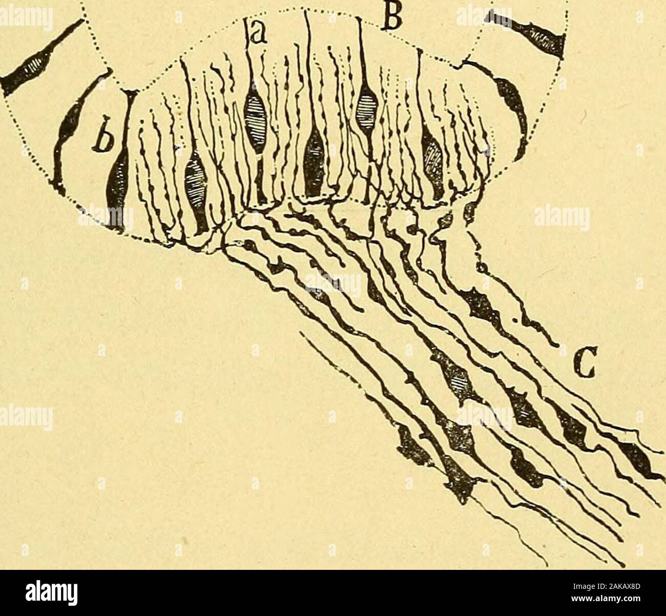 Les nouvelles idées sur la structure du système nerveux : chez l'homme et chez les vertébrés . FiG. 3o.Coupe transversale de la crête auditive dun canal semi-circulaire de fœtus de rat.A canal semi-circulaire; B crête auditive; C faisceau nerveux continué par descellules bipolaires ; D petit faisceau nerveux se terminant à la partie supérieure ducanal semi-circulaire ; a cellule epitheliale bipolaire ; t et c variétés de cellulesépithéliales. arborisations libres situées au-dessous de lextrémité profondedes cellules ciliées. De là sorte, il existerait deux espèces deramifications : les unes né Stock Photo