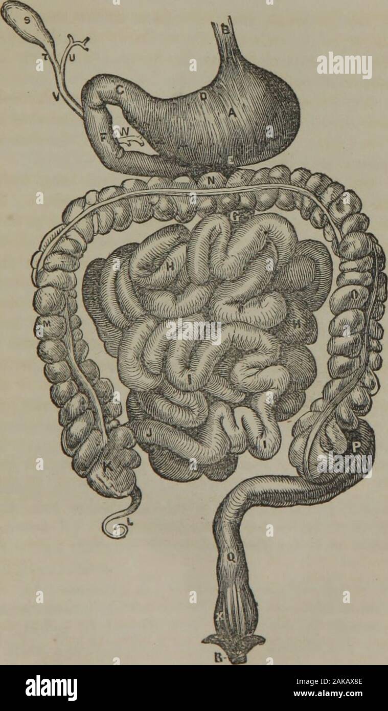 Manual of directions for the employment of injections in various diseases : with remarks upon the nature and treatment of habitual constipation : preceded by a treatise on the intestinal canal, its structure, functions, etc., with a description of the digestive process . n termed a secondary stomach. The biliaryand pancreatic ducts, the latter of which is seen atW, perforate it three or four inches from the pylorus, Explanation of Plate HI. See opposite page. A. Stomach.B. Its cardiac or upper orifice, V. Its pyloric or intestinalorifice. D. and E. Lesser and greater curvatures of the Sto-mach Stock Photo