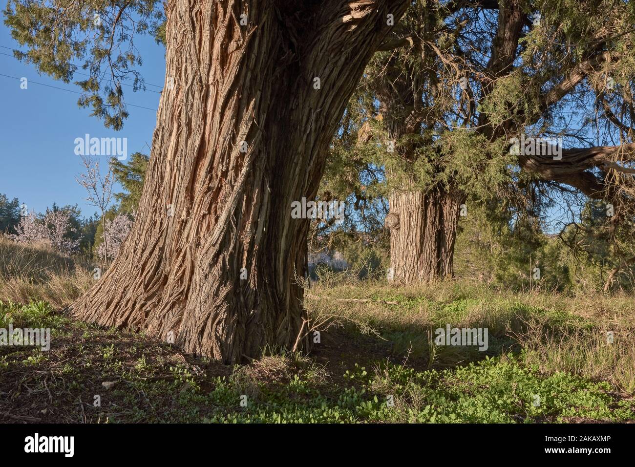 Juniperus thurifera trees. Ademuz. Comunitat Valenciana. Spain Stock Photo