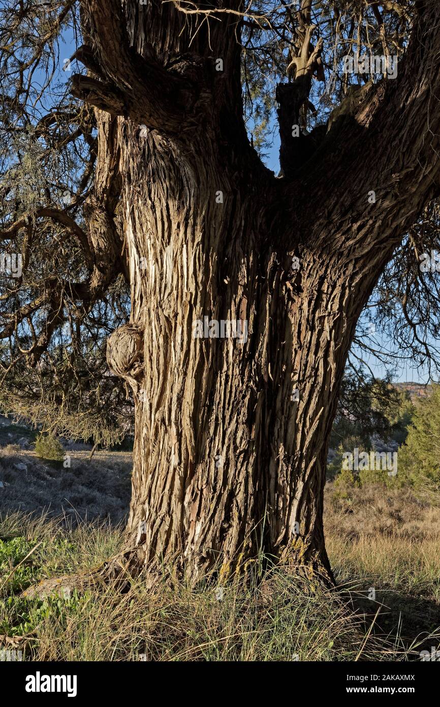 Savin trunk. Juniperus thurifera. Ademuz Stock Photo