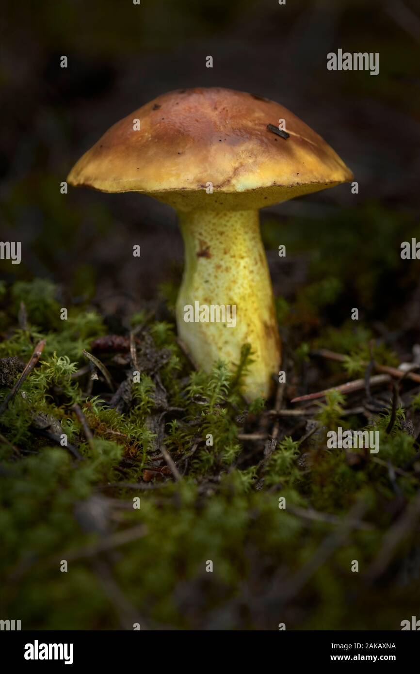 Suillus mediterraneensis over moss. Mushroom in forest. Stock Photo