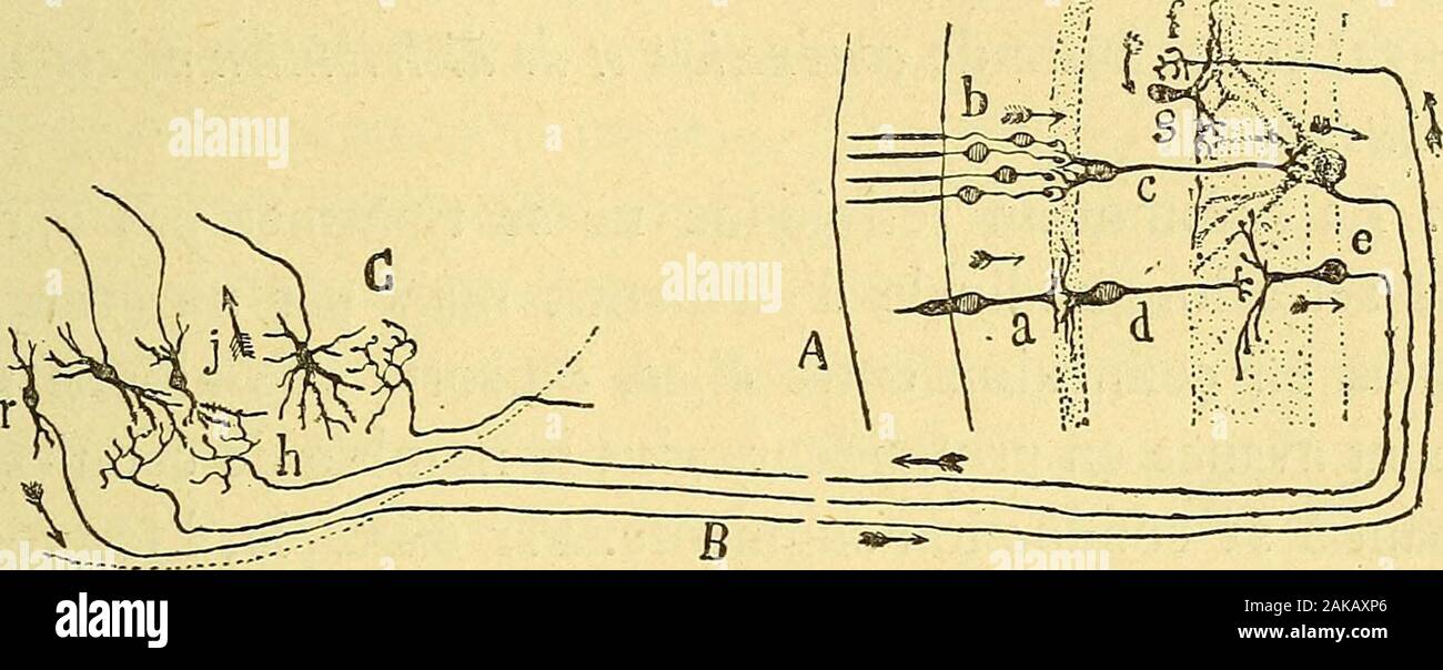 Les nouvelles idées sur la structure du système nerveux : chez l'homme et chez les vertébrés . couche des fibres optiques, puis court dans les nerfs etles bandelettes optiques et se termine dans les corps genouillésou les tubercules quadrijumeaux, dans lesquels il se trouveaux prises avec les panaches protoplasmiques périphériquesde certaines cellules nerveuses siégeant dans ces organes. Dans le lobule optique des oiseaux, où nous sommes par-venu, le premier, à déterminer le mode de terminaison desfibres du nerf optique, nous avons vu celles-ci se décomposeren de magnifiques arborisations libr Stock Photo