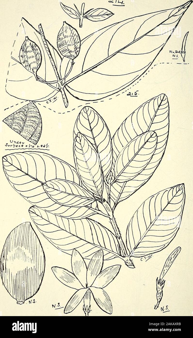 Comprehensive catalogue of Queensland plants, both indigenous and naturalisedTo which are added, where known, the aboriginal and other vernacular names; with numerous illustrations, and copious notes on the properties, features, &c., of the plants . 212. Randia sessilis, F. v. M.(Fruit only, for comparison.) 213. R. FlTZALANI, F. V. M. 243 LXIV. RUBIACE^.. 214. Randia tuberculosa, Bail. 215. Gardenia ochreata, F.v.M. LXIV. RUBIACE/E. 219 Tribe XII.—Morinde^e.jUorinda, Linn. citrifolia, Linn. — Ko-on-je-rung of Morehead Rivernatives.var. bracteata, Hook.jasminoides, A. Cunn.—Wood yellow, pretti Stock Photo