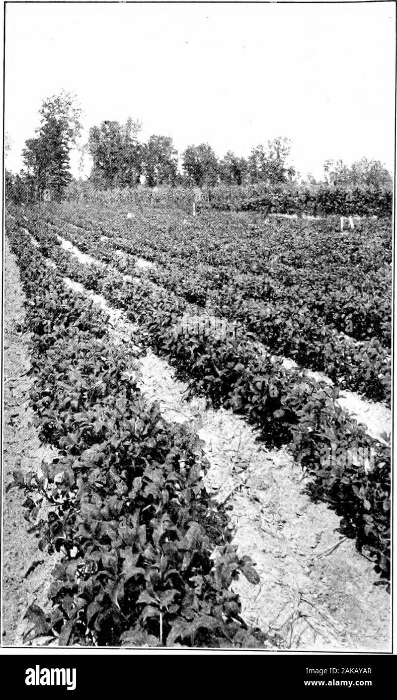 Southern field crops (exclusive of forage plants) . he best single plantsof peanuts (Fig. 203). 453. Time of planting. — The time of planting variesgreatly with the latitude. In Virginia the greater partof the crop is planted in yiay, and this is the preferredmonth for planting the running varieties throughout mostparts of the cotton-belt. However, these varieties areoften planted in April in the southern part of the TnitedStates. The Spanish peanut requires less than fourmonths for maturing a crop. Hence, this kind can beplanted at any date desired after cotton comes up, andup to the first of Stock Photo