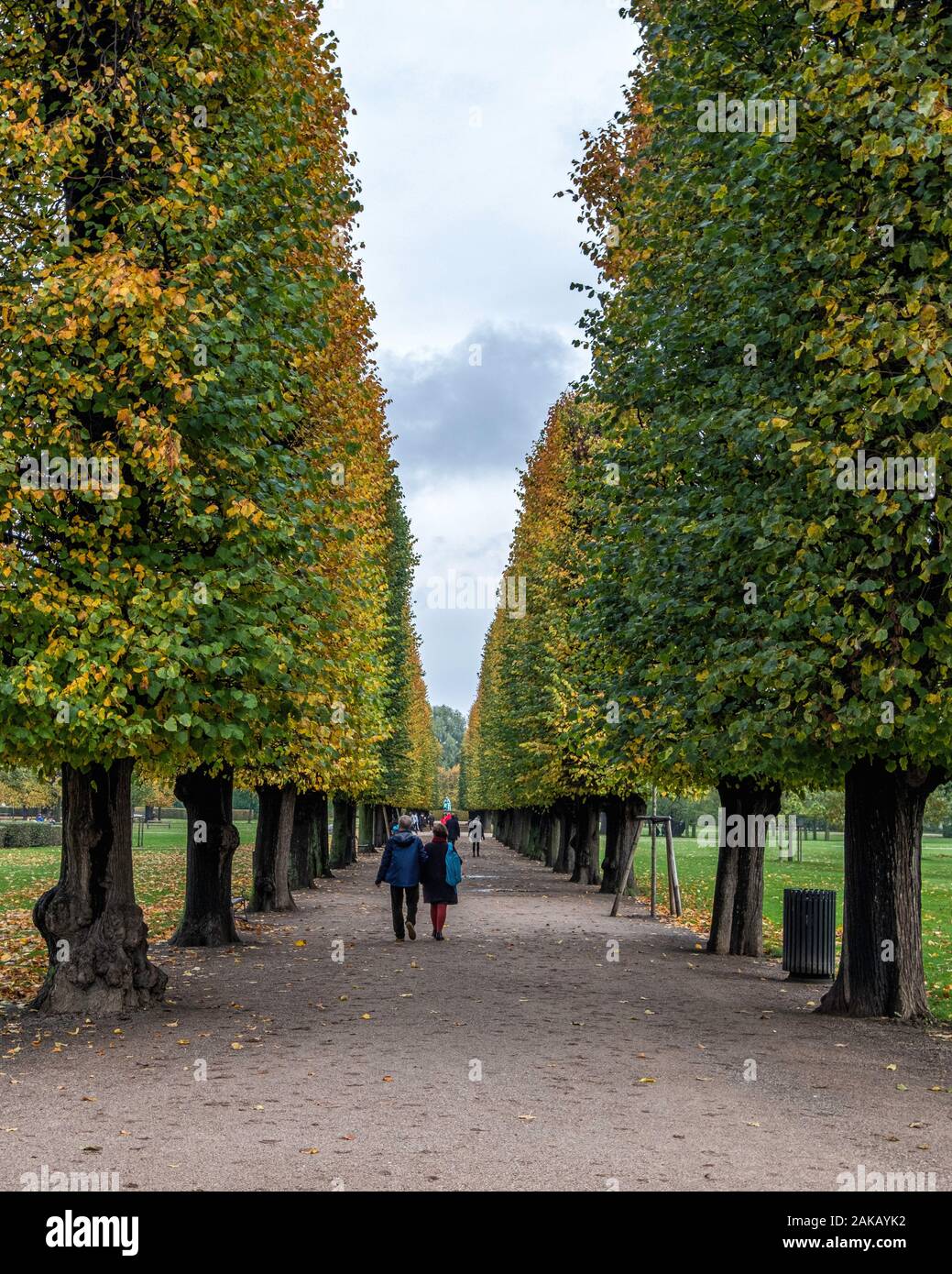 Kongens Have, Treelined path in The King's Garden in Autumn , Denmark