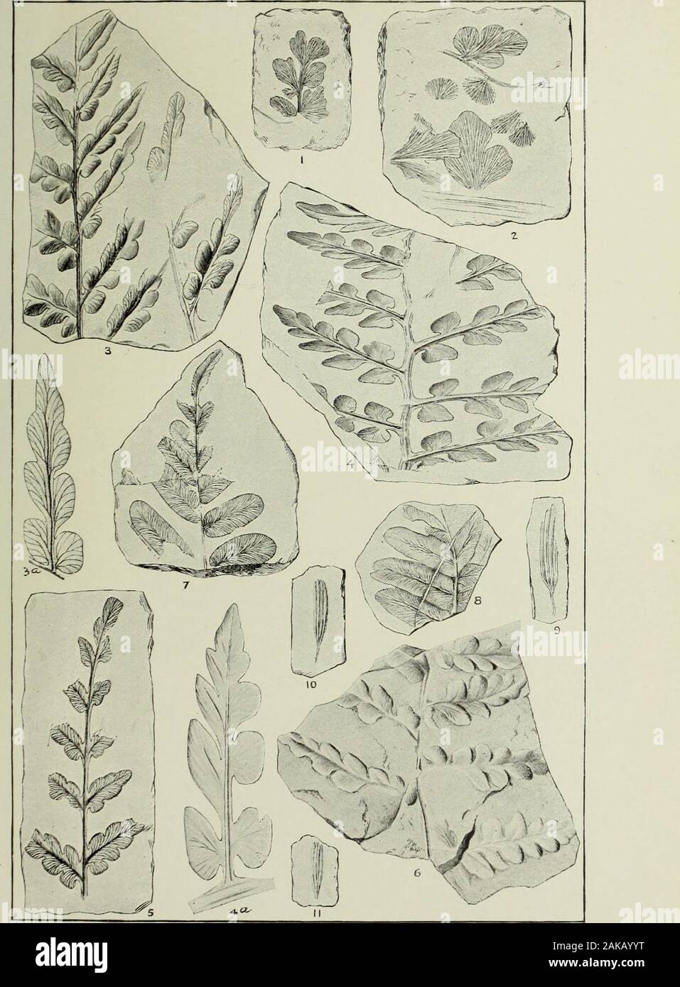 Annual report of the United States Geological Survey to the Secretary of the Interior . wice the natural size. Lower Lykens division—Mariopteris pottsvillea zone. Neuropteris Pocahontas var. in^equalis D. W. (Page 890.) Figs. 7 and 8. These specimens show the elongated pinnules with Callipteridioidbases, such as occur in the middle and upper portions of the pinna?.The specimen shown in fig. 7 is from bed D, 710 feet below the Twin coalin the gap at Pottsville; the original of fig. 8 is from the Kalmia colliery. Lower Lykens division. Whittleseya Campbelli D. W. (Page 905.) Figs. 9, 10, and 11. Stock Photo