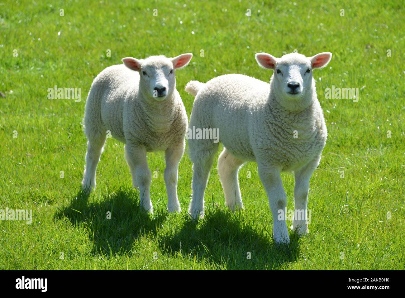Cute Welsh lambs on a mountain grazing in a field of fresh quality grass on a sunny day looking very healthy and in very good overall condition Stock Photo