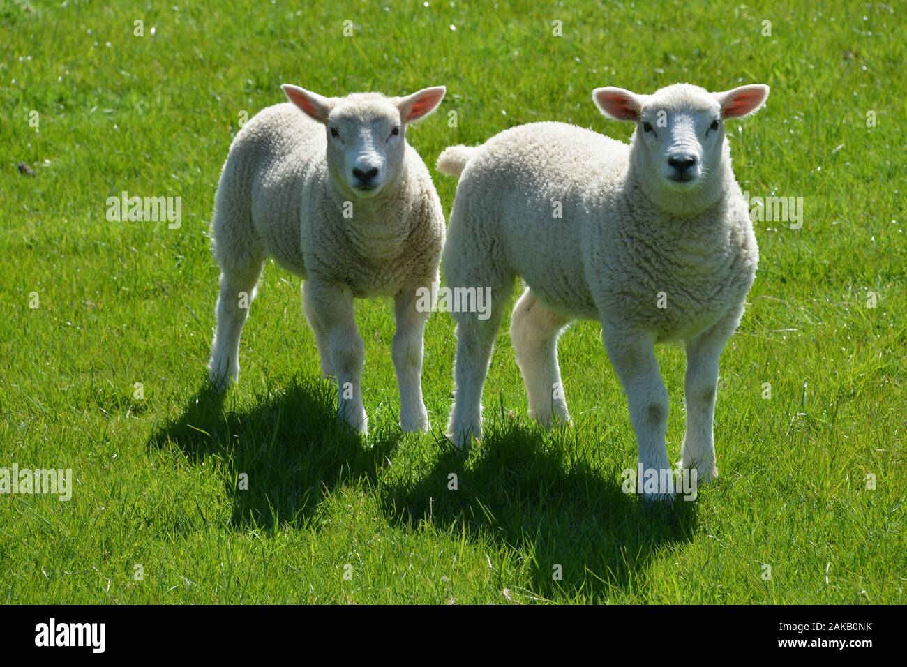 Cute Welsh lambs on a mountain grazing in a field of fresh quality grass on a sunny day looking very healthy and in very good overall condition Stock Photo