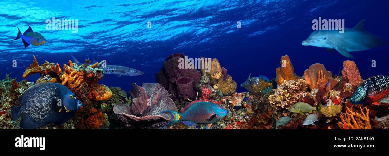 Underwater photo of fishes and dolphin, Caribbean Reef Stock Photo