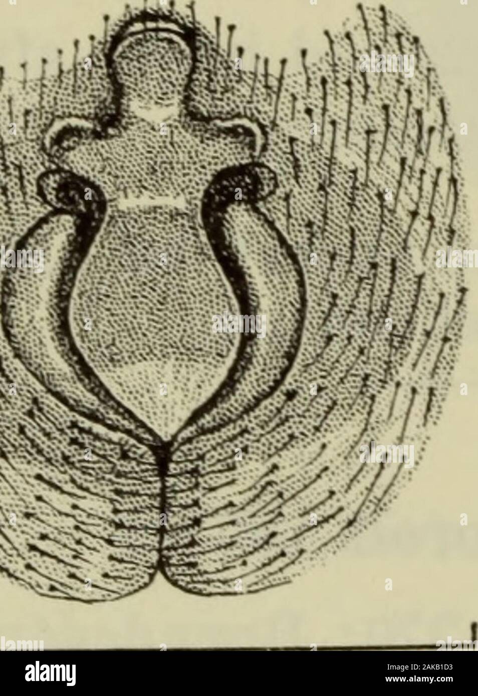Danmarks fauna; illustrerede haandbøger over den danske dyreverden.. . ^ him. Q5mm. Fig. 90. Herpyllus black-walli ?: Epigynet. Stock Photo