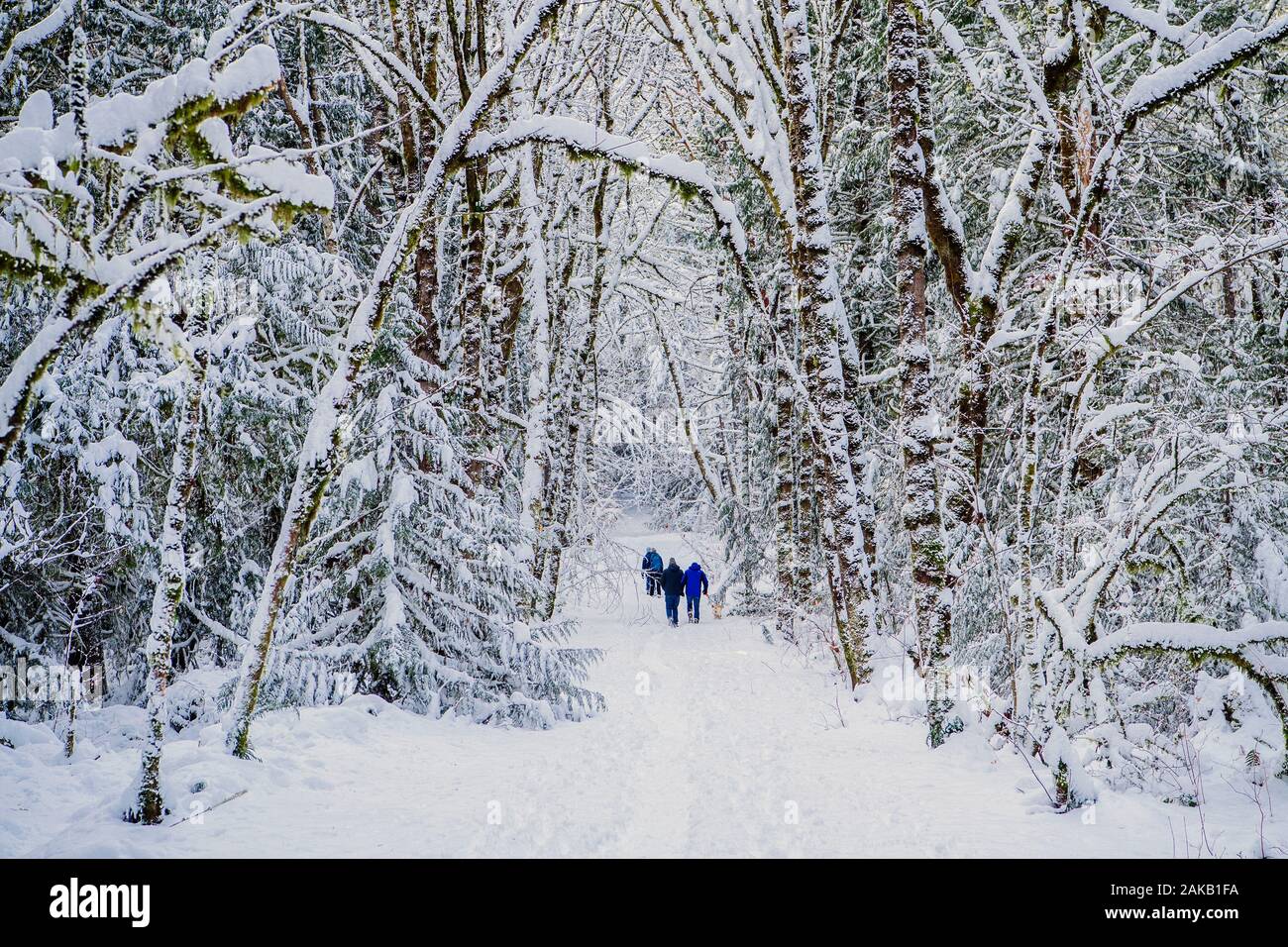 People hiking in forest in winter, Bainbridge Island, Washington, USA Stock Photo