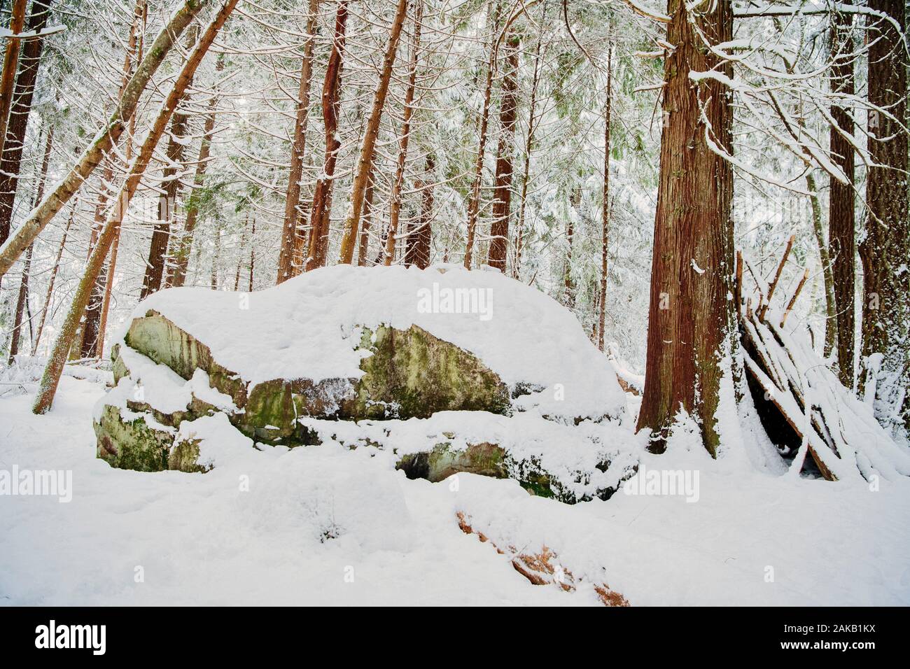 Snow on boulder in forest in winter, Bainbridge Island, Washington, USA Stock Photo