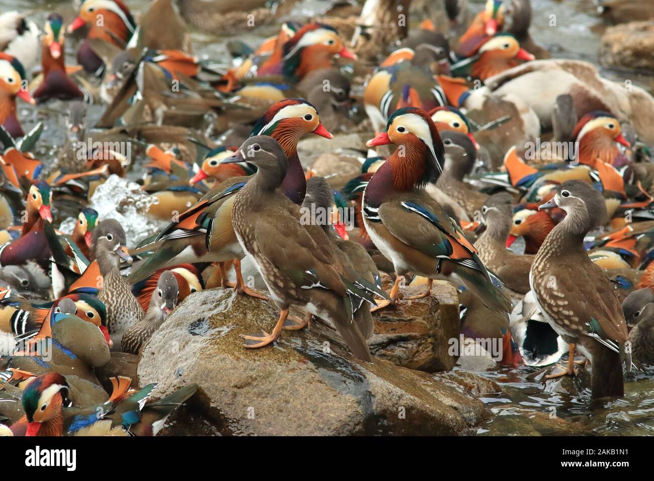 Mandarin ducks in Japan Stock Photo