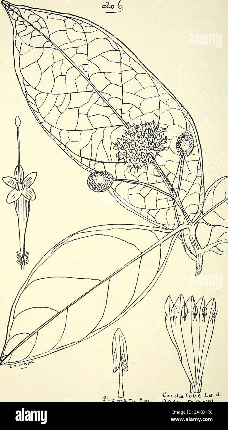 Comprehensive catalogue of Queensland plants, both indigenous and naturalisedTo which are added, where known, the aboriginal and other vernacular names; with numerous illustrations, and copious notes on the properties, features, &c., of the plants . F. v. M. Tribe V.—Gardenie^e.Webera, Schreb. Dallachiana, F.v.M- (Fig. 211.)Randia, Linn. hirta, F. v. M. sessilis, F.v.M. (Fig. 212.) chartacea, F. v. M. = Gardenia chartacea, F. v. M. Whale-bone, used for fishing-rods. Moorei, F. v. M. Fitzalani, F. v. M.— Papajarin of Mount Cook and Ku-mar of Bloomfield River natives. (Fig. 213.) densiflora, Ben Stock Photo