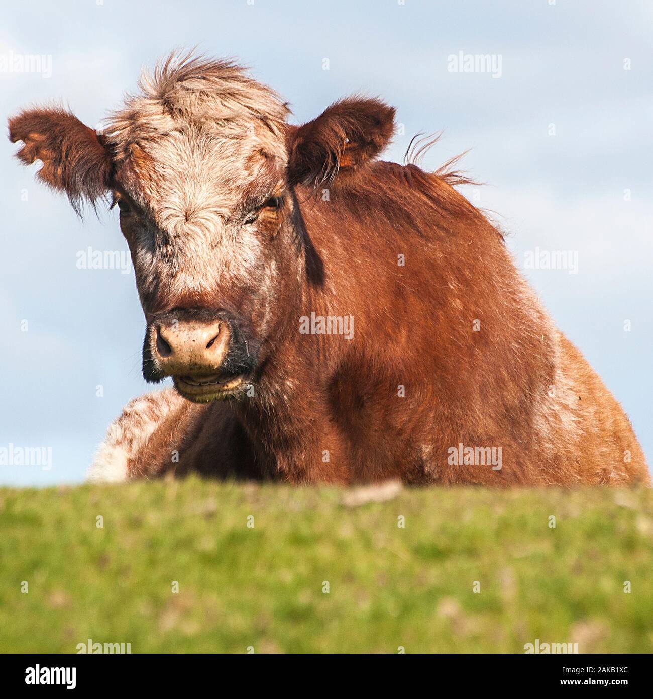 Cow staring into lens hires stock photography and images Alamy