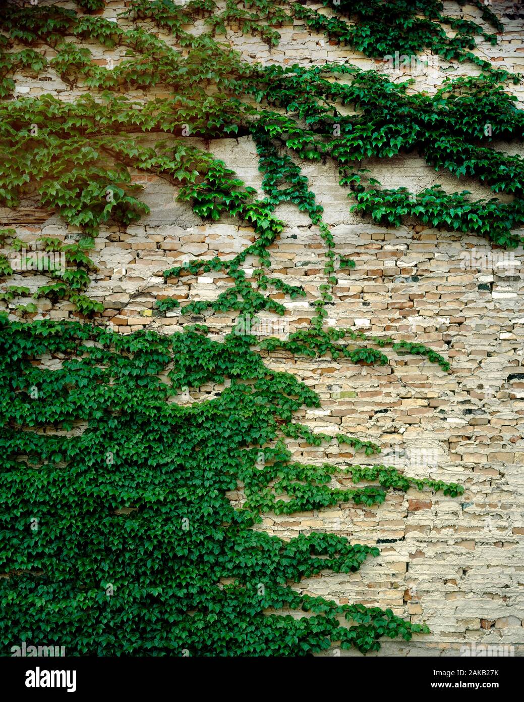 View of old weathered brick wall with green creeper plant Stock Photo