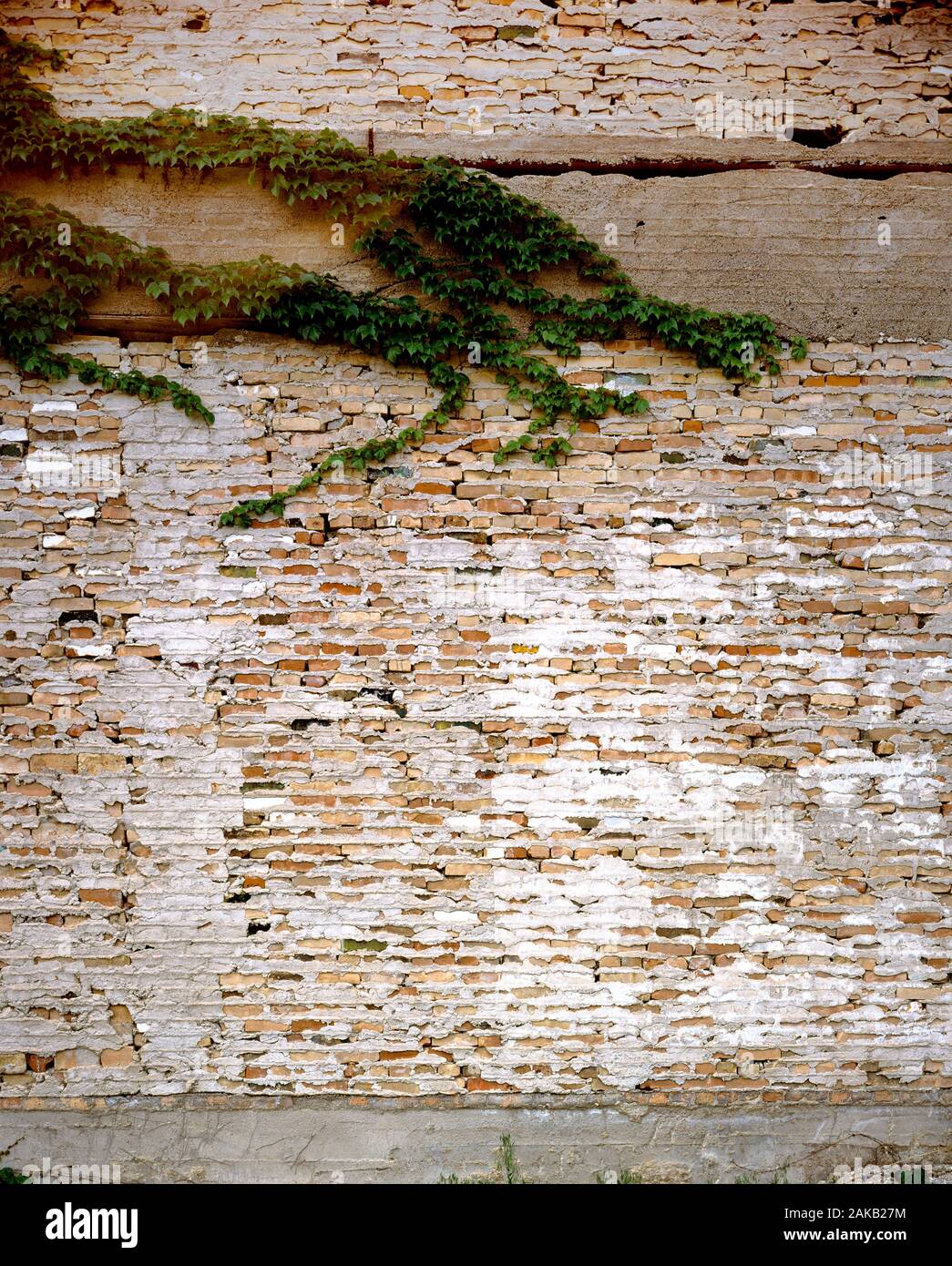 View of old weathered brick wall with green creeper plant Stock Photo