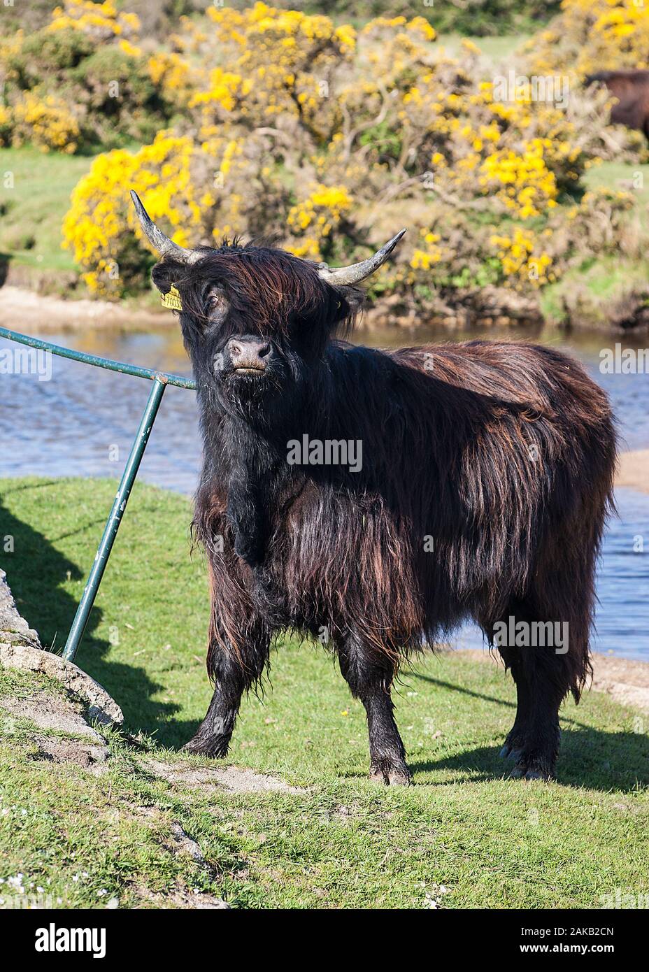 longhorn cow by river on Bodmin moor Cornwall Stock Photo