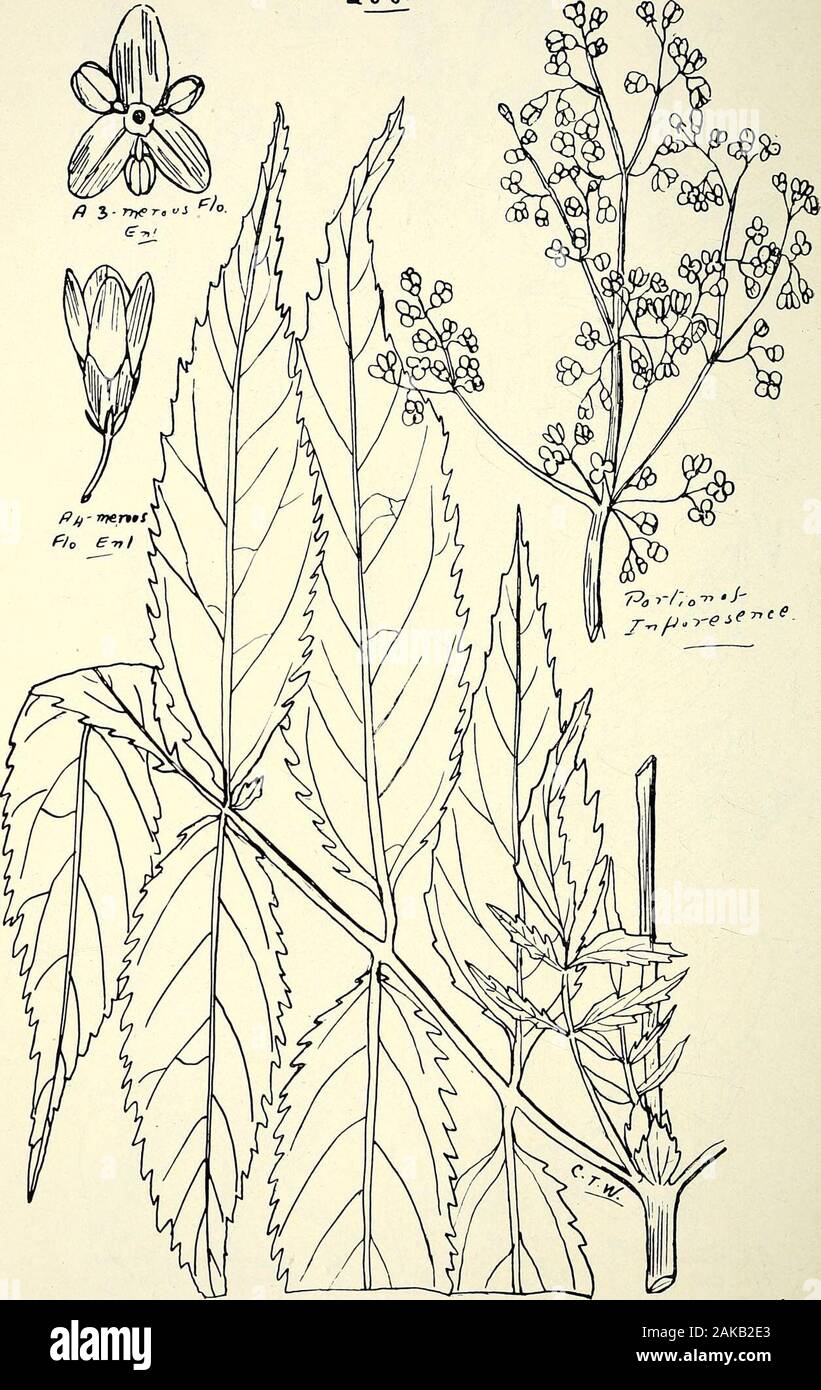Comprehensive catalogue of Queensland plants, both indigenous and naturalisedTo which are added, where known, the aboriginal and other vernacular names; with numerous illustrations, and copious notes on the properties, features, &c., of the plants . /Jif- serousPlo. e-ni 204. Sambucus xanthocarpa, F.v.M. 240 LXIII. CAPRIFOLIACE^E. Job. 205. Sambucus Gaudichaudiana, DC. LXIV. RUBIACE/E. 241 Tribe IV.—Muss^ende/e. Abbottia, F. v. M. singulariSj F. v. M. Tribe V.—Gardenie^e.Webera, Schreb. Dallachiana, F.v.M- (Fig. 211.)Randia, Linn. hirta, F. v. M. sessilis, F.v.M. (Fig. 212.) chartacea, F. v. M Stock Photo