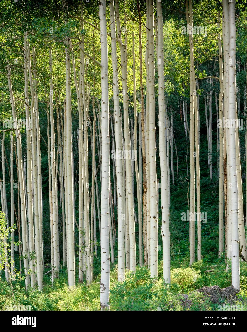 Scenic landscape with view inside of aspen tree forest Stock Photo