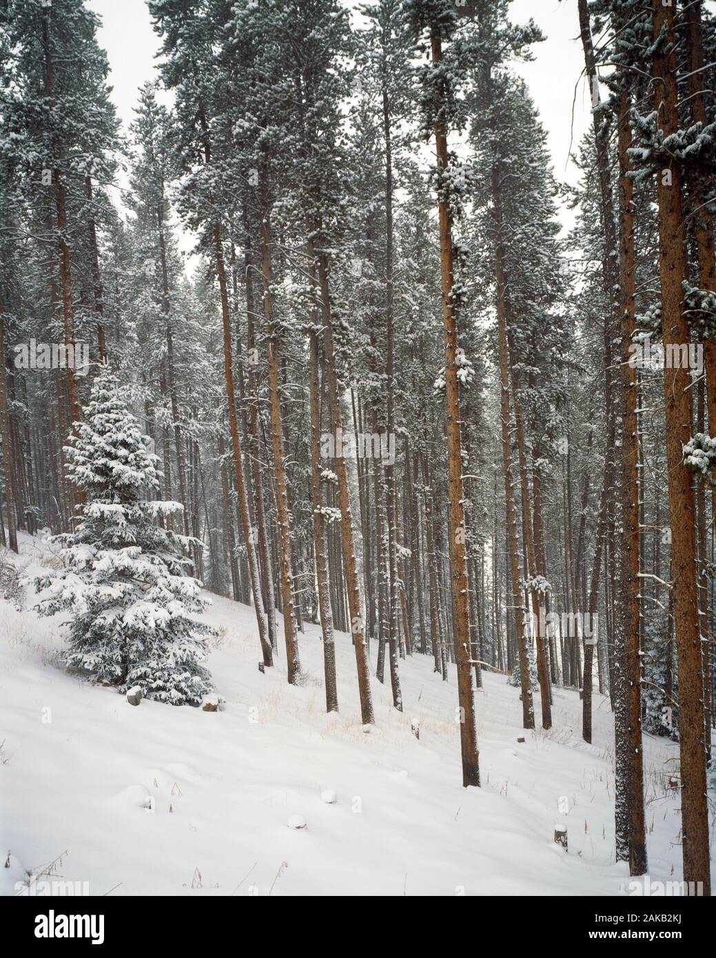 Landscape with view inside of forest on mountainside in winter, Vail, Colorado, USA Stock Photo