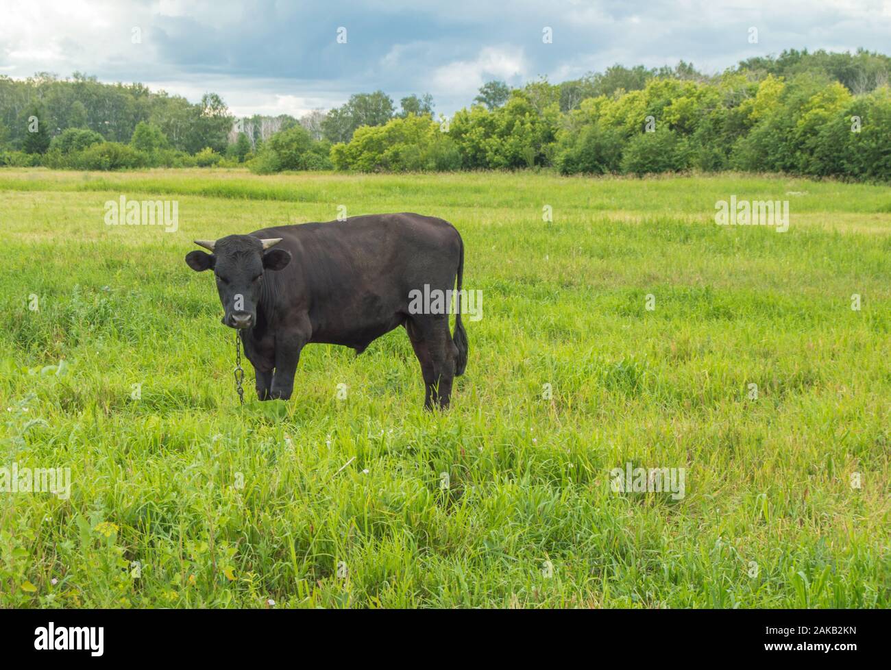 Young black bull grazing on a green meadow, summer before a ...