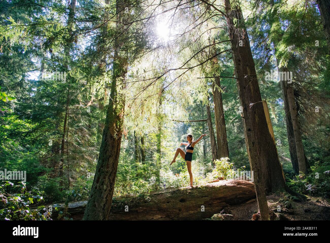 Woman doing yoga below giant sequoia, Tacoma, Washington State, USA Stock Photo
